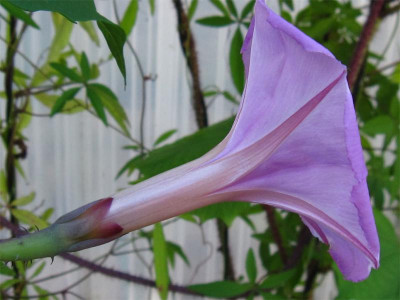 Ipomoea-setosa2.jpg
