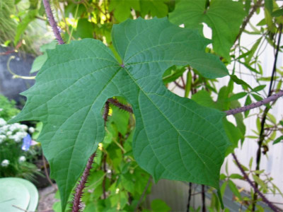 Ipomoea-setosa3.jpg