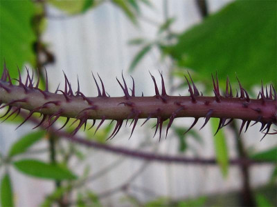Ipomoea-setosa4.jpg