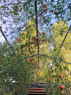Tomaten 20230914.jpeg