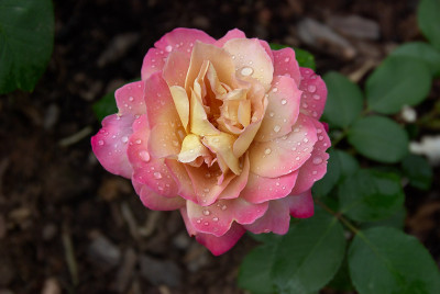 1848Brownie.jpg
