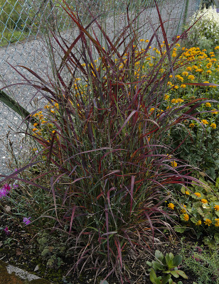 DSC01481_DxO.jpg