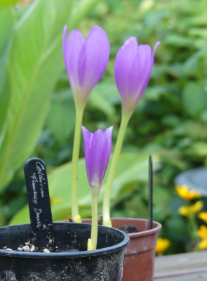 2023-09-15 Colchicum 'Flamenco Dance' 1.jpg