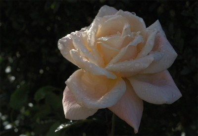 rosentropfen_7962b.jpg