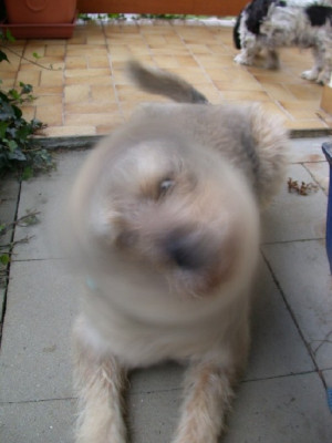 Schuttler.jpg