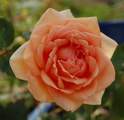 Mme_Jules_Gravereaux_0010__29115.jpg