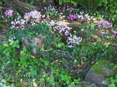 Cyclamen hederifolium Hedera helix 'Ritterkreuz' P9100008.JPG