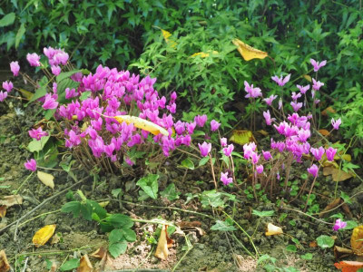 Cyclamen hederifolium Pink P9100011.JPG