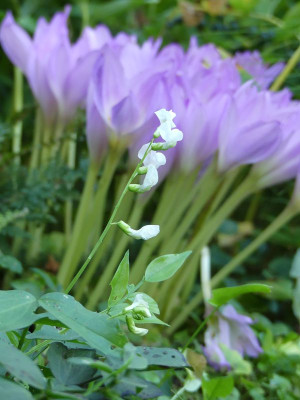 2023-09-16 Lathyrus vernus 'Albus'.jpg