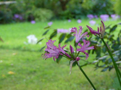 2023-09-16 Nerine bowdenii 3.jpg