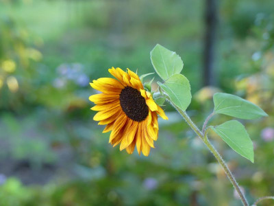 2023-09-16 Helianthus annuus.jpg