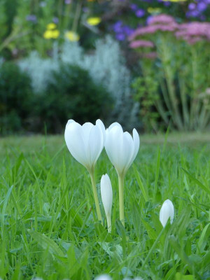 2023-09-16 Colchicum speciosum 'Album' 7.jpg