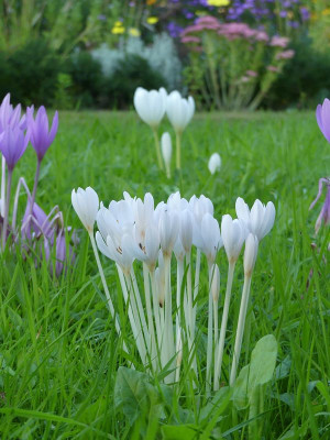 2023-09-16 Colchicum autumnale 'Album' 3.jpg