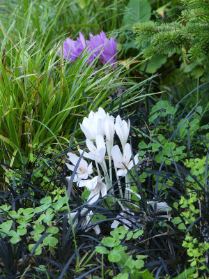 2023-09-16 Colchicum 5.jpg