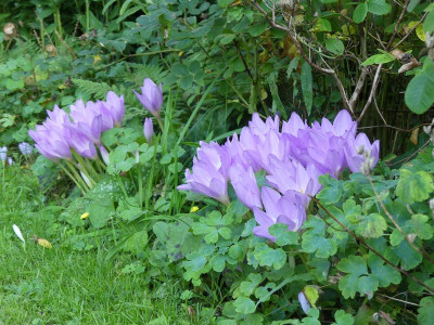 2023-09-16 Colchicum 1.jpg