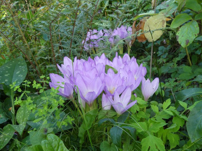 2023-09-16 Colchicum 3.jpg