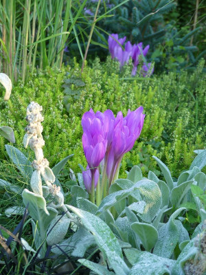 2023-09-16 Colchicum 'Jenny Robinson' 4.jpg