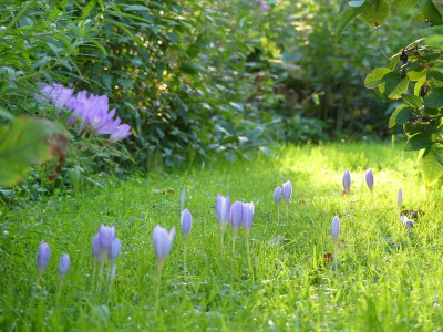 2023-09-16 Crocus kotschyanus 1.jpg