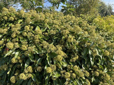 Hedera colchica Fall Favourite sept 2023.jpg