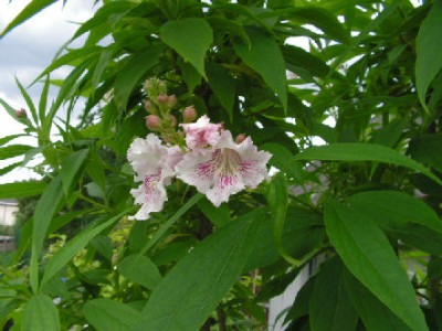 Chta27.06.2008_003.jpg