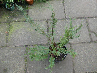 2023-09-17 Polystichum setiferum ex. Manica Infantis 1.jpg