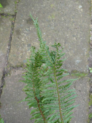 2023-09-17 Polystichum setiferum ex. Manica Infantis 2.jpg
