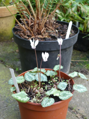 2023-09-17 Cyclamen purpurascens 'Album'.jpg