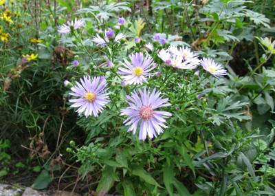 Aster Lchtblau.JPG