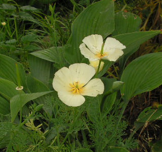 Buttermilk_010.jpg