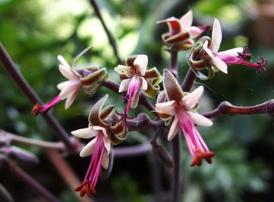 Pelargonium dasyphyllum_P5251723.JPG