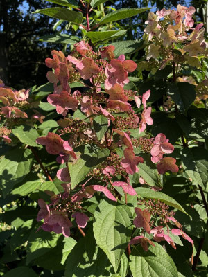 Hydrangea paniculata Wim's Red sept 2023.jpg