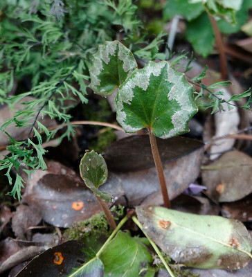 DSC01490_DxO.jpg