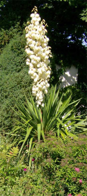 Yucca-240608.jpg