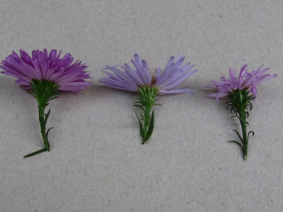 Aster Lichtblau Vergleich.JPG