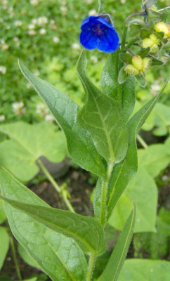 Lindelofia-longiflora-27060.jpg
