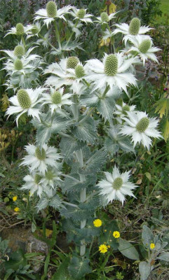 eryngium-giganteum.jpg