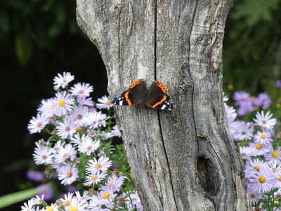 2023-09-18 Gartenimpressionen 1.jpg