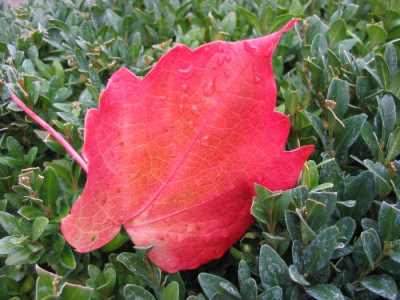 Blatt.jpg
