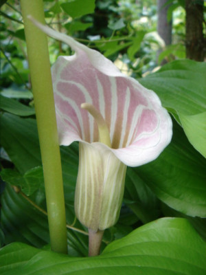 Arisaema_candidissimum.JPG