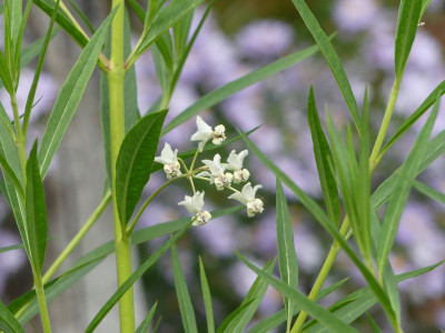 2023-09-18 Asclepias physocarpa.jpg
