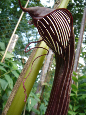 Arisaema_costatum_3.JPG