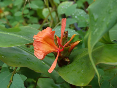 2023-09-18 Hedychium greenii.jpg