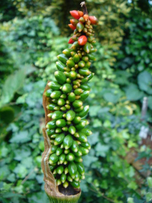 Arisaema_dilatatum_Fruchtstand.JPG