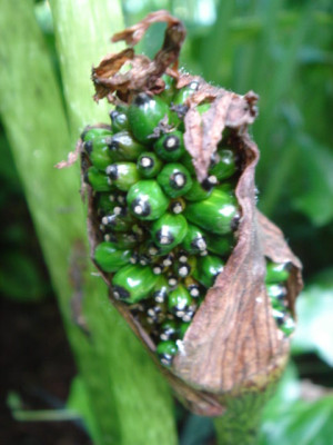Arisaema_griffithii_Fruchtstand.JPG