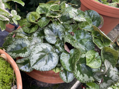 Cyclamen.jpg