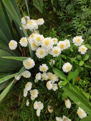 Tanacetum 1 - 20230918.jpg