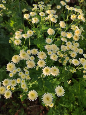 Tanacetum 2 - 202030918.jpg