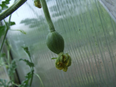 Melone-Mama-7.jpg