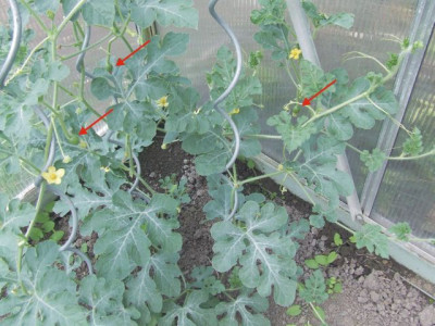 Melone-Mama-6.jpg