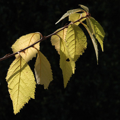 gegenlicht_7960.jpg